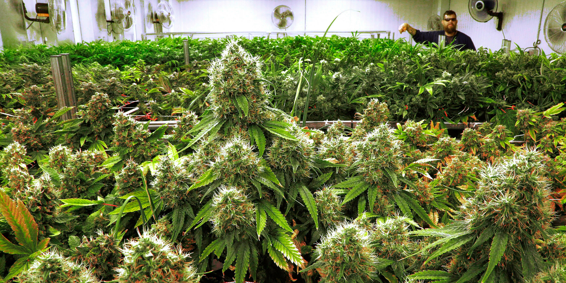 How to Reuse Your Vaped Weed