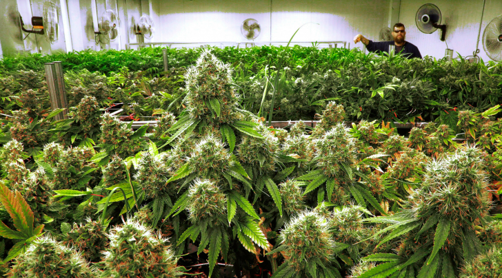 How to Reuse Your Vaped Weed How to Reuse Your Vaped Weed