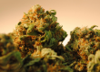 How to choose the perfect Cannabis Strain 770x428 1