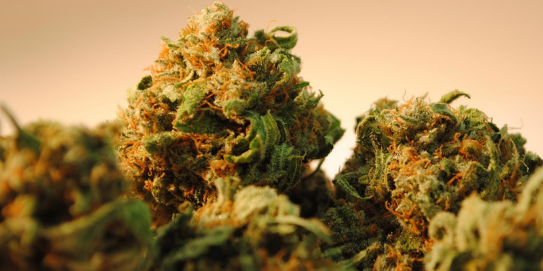 How to choose the perfect Cannabis Strain 770x428 1