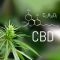 what is cbd