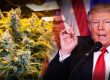 donald trump and marijuana politics