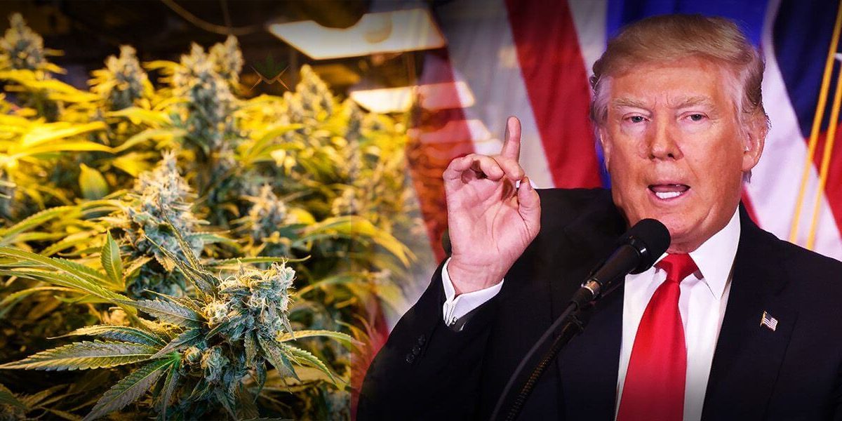 donald trump and marijuana politics donald trump and marijuana politics