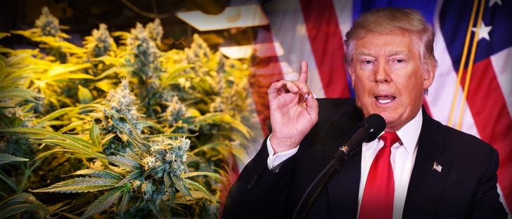 donald trump and marijuana politics donald trump and marijuana politics