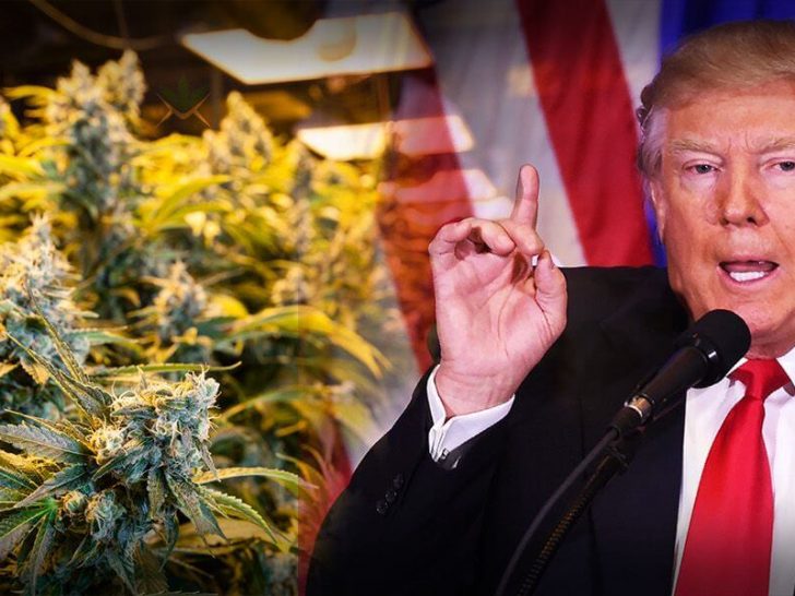 donald trump and marijuana politics