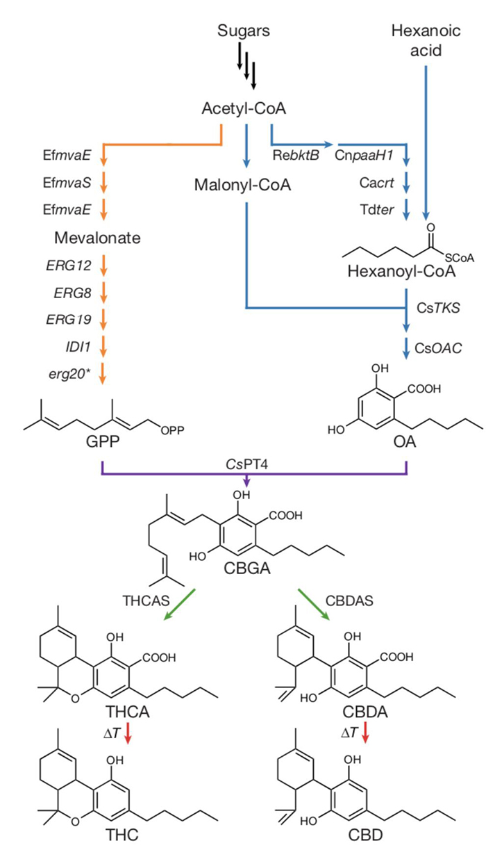 Biosynthesis method