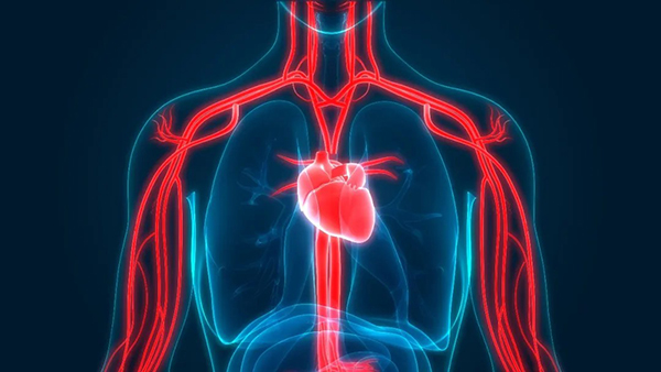 CBD for cardiovascular health