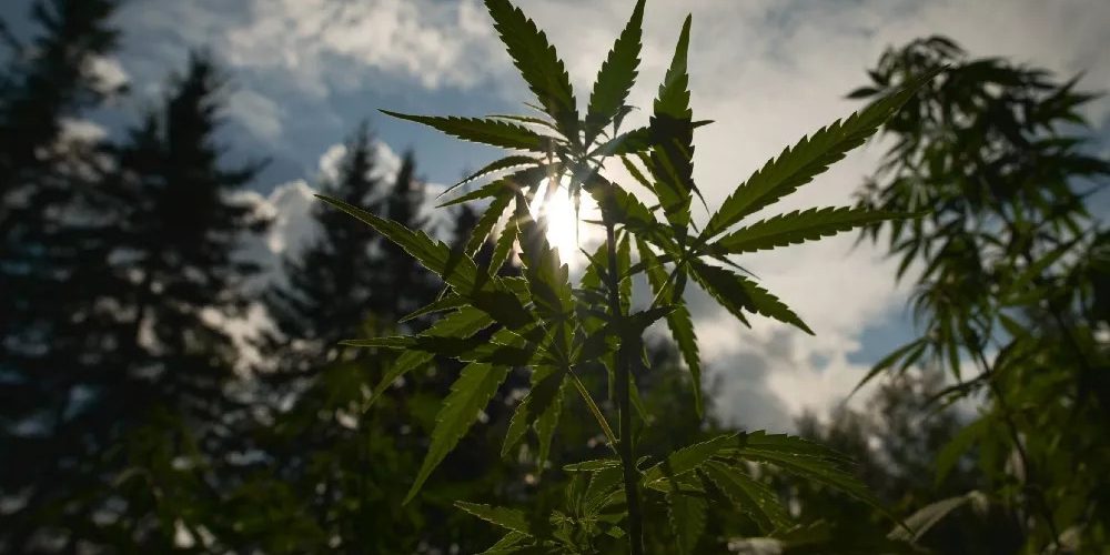 How to Extract CBD How to Extract CBD