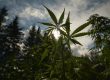 How to Extract CBD