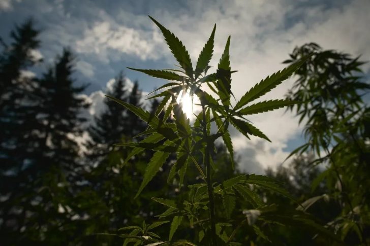 How to Extract CBD How to Extract CBD